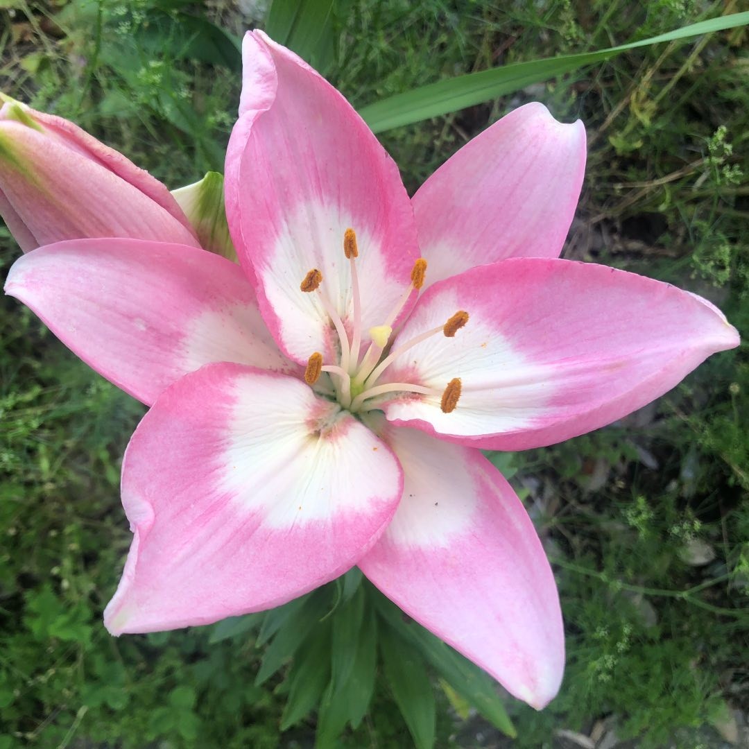今日の花
