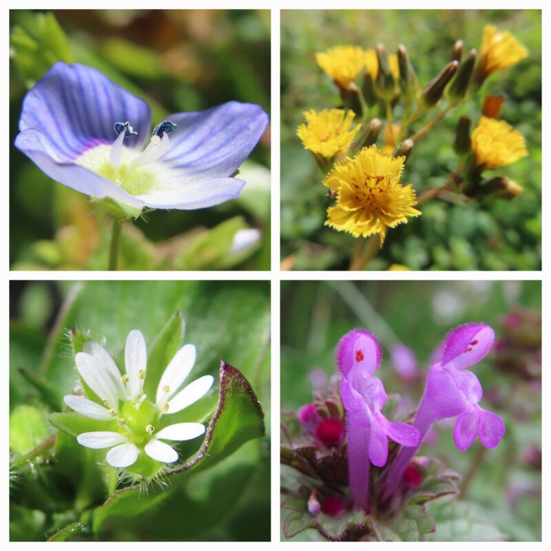 春の野草の4つの花
