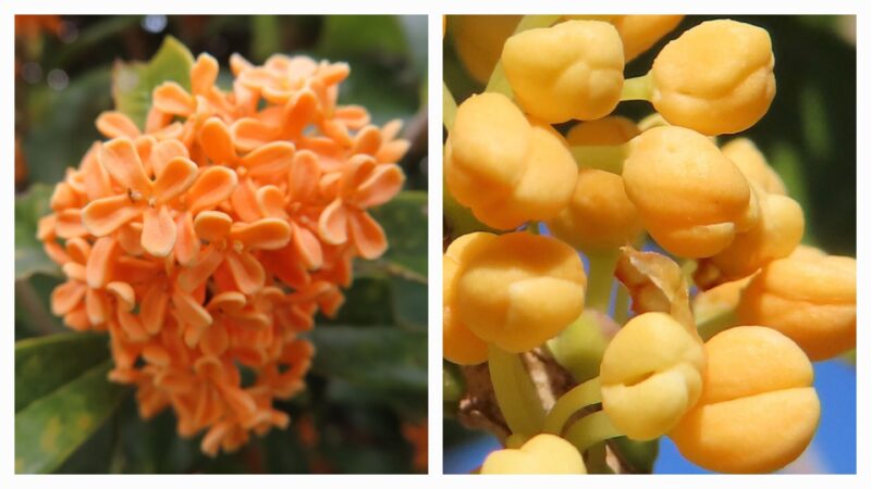 キンモクセイがオレンジ色の花を咲かせています