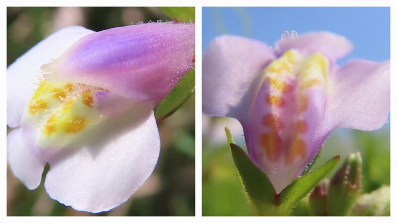 トキワハゼが薄い紫の花を咲かせています