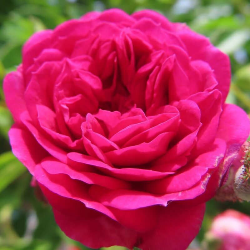 バラ 撮り方|バラのピンク色の1つの花にクローズアップしています