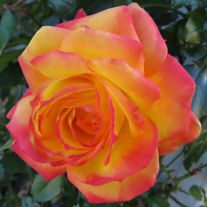 バラ 撮り方|バラのオレンジ色の1つの花にクローズアップしています