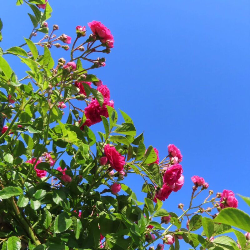 バラ 撮り方|バラがピンク色の複数の花を咲かせています