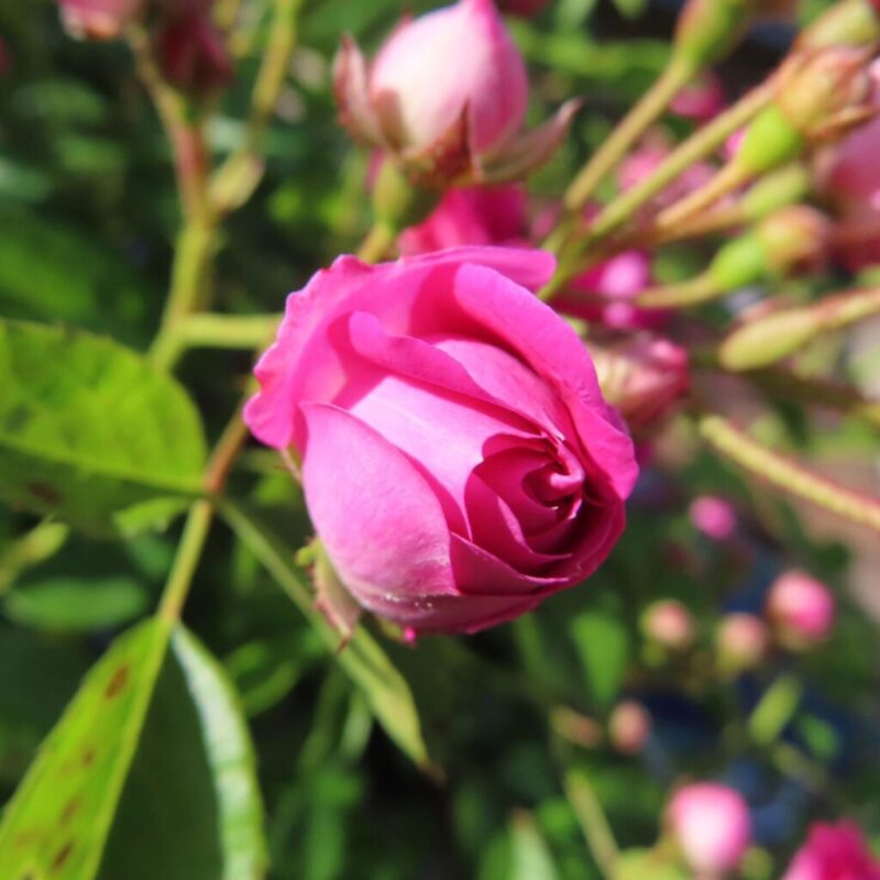 バラ 撮り方|バラのピンク色の1つの花にクローズアップしています