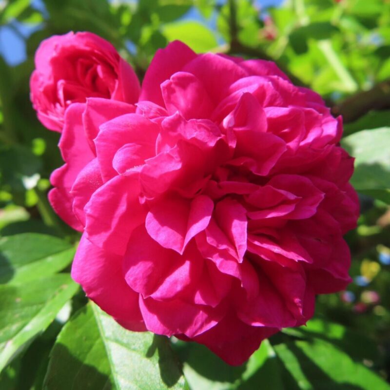 バラ 撮り方|バラのピンク色の2つの花にクローズアップしています