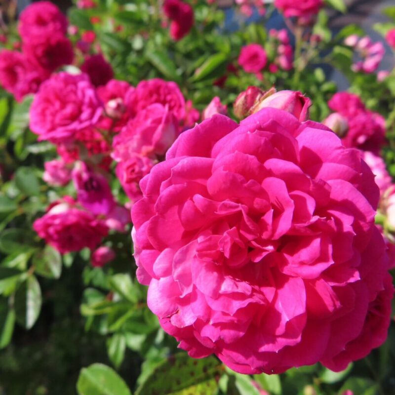 バラ 撮り方|バラがピンク色の複数の花を咲かせています
