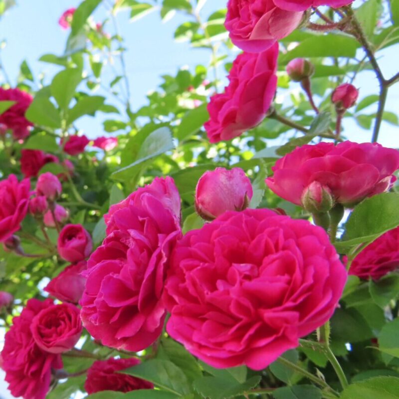 バラ 撮り方|バラがピンク色の複数の花を咲かせています