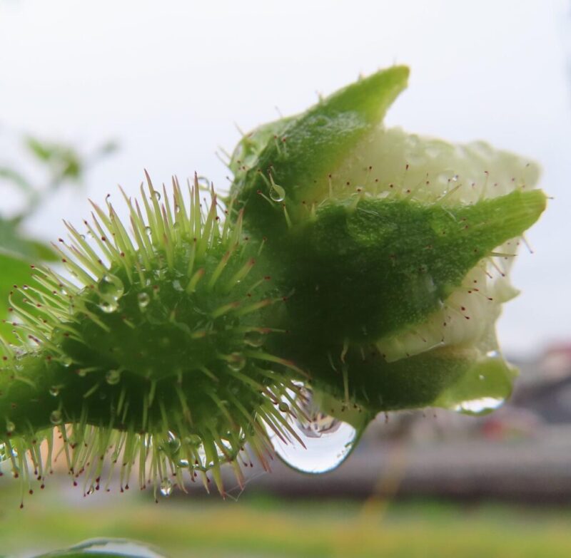 バラ 撮り方|バラの1つの白い花の蕾が雨に濡れている姿です
