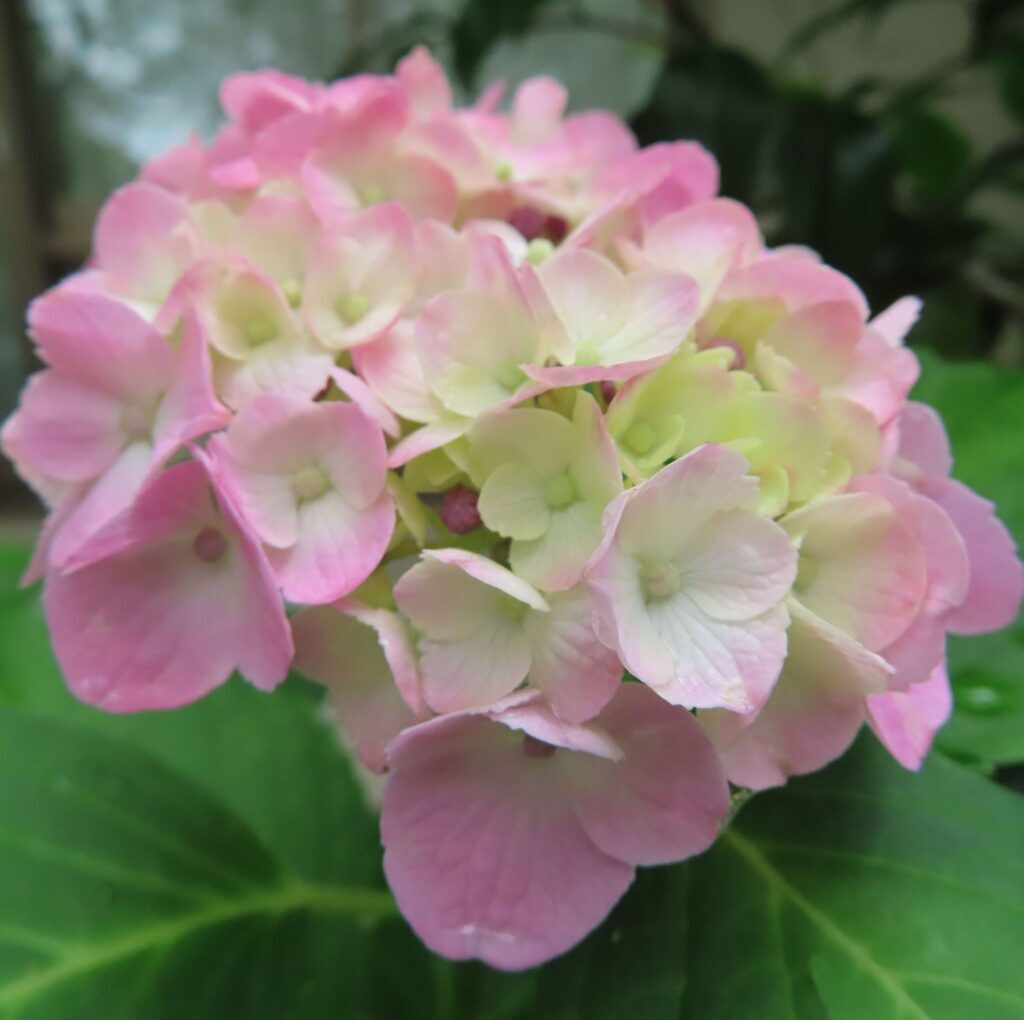 紫陽花 撮り方｜紫陽花がピンク色の花を咲かせています