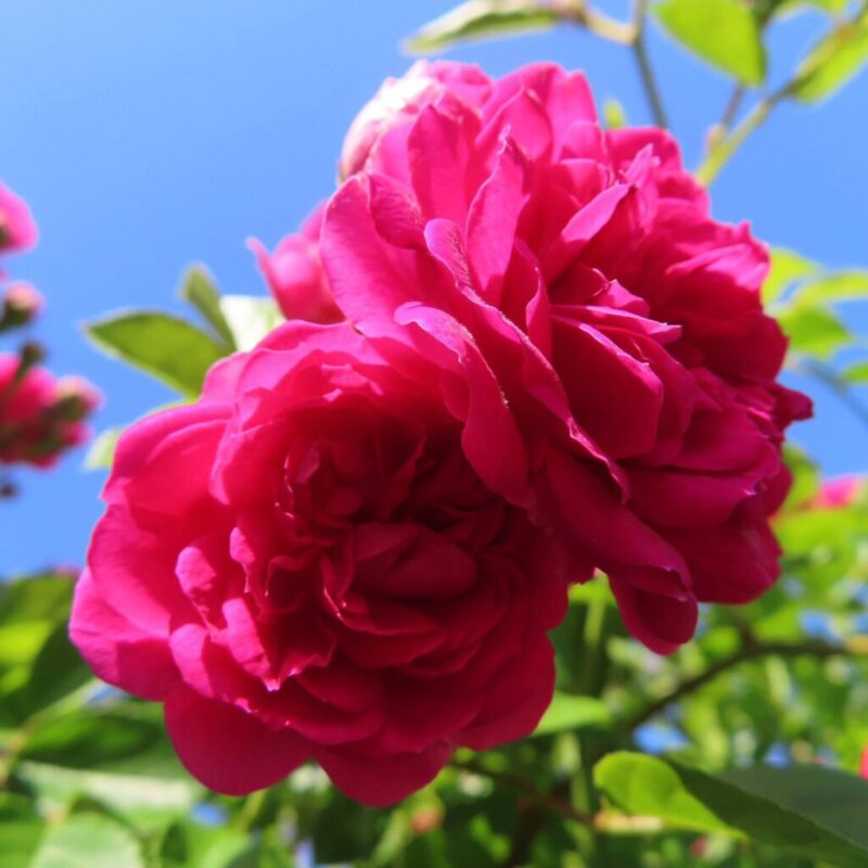 バラ 撮り方|バラのピンク色の2つの花にクローズアップしています
