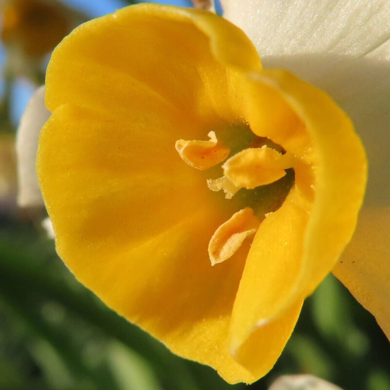 水仙の撮り方|水仙の花の中心にクローズアップしています
