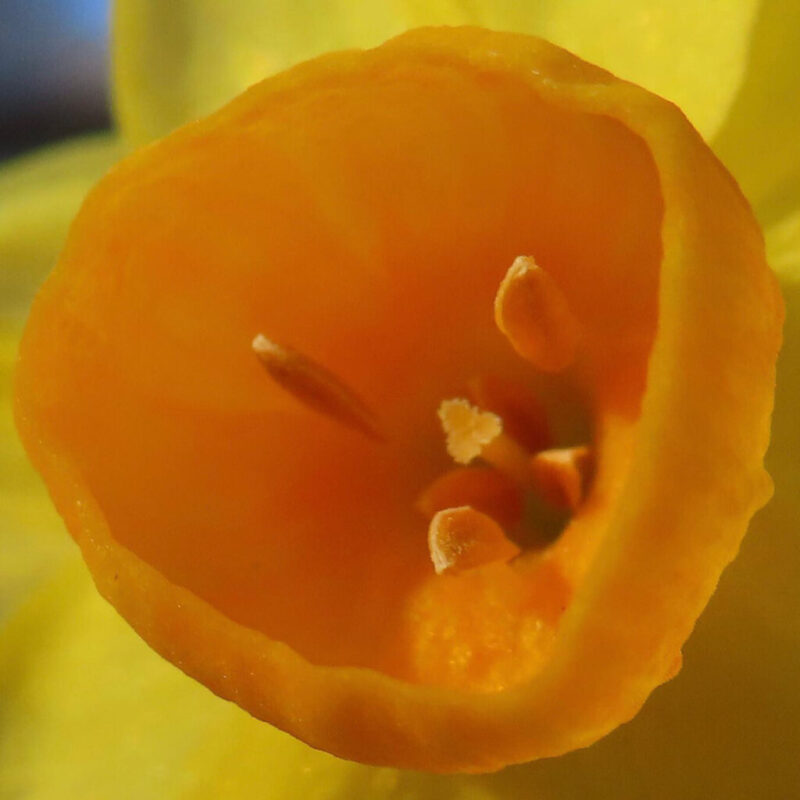 水仙の撮り方|水仙の花の中心にクローズアップしています