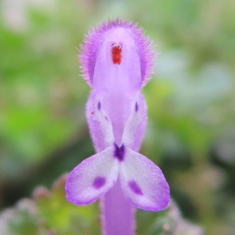 ホトケノザ 撮り方|紫色の花を咲かせたホトケノザにクローズアップ