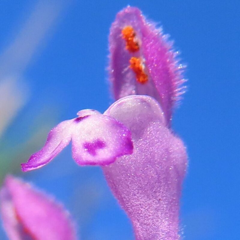 ホトケノザ 撮り方|紫色の花を咲かせたホトケノザにクローズアップ