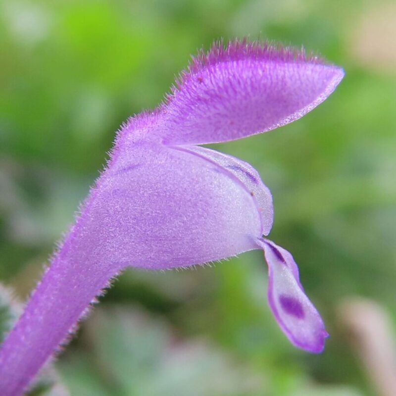 ホトケノザ 撮り方|紫色の花を咲かせたホトケノザにクローズアップ