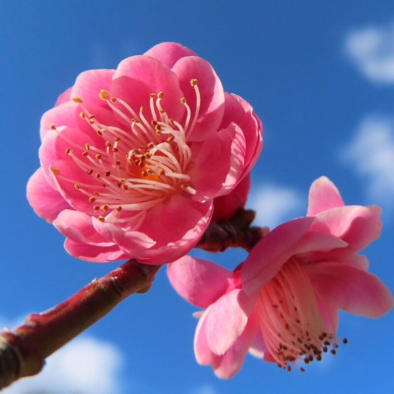 梅の撮り方｜青空を背景にピンク色の梅の花が咲いています