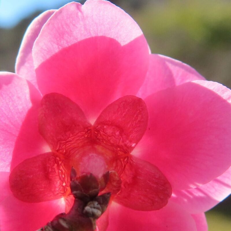 梅の撮り方｜ピンク色の梅の花を後ろから見ています