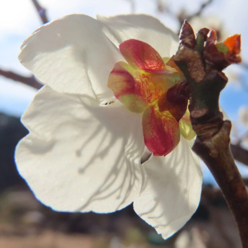 梅の撮り方｜白い梅の花を後ろから見ています