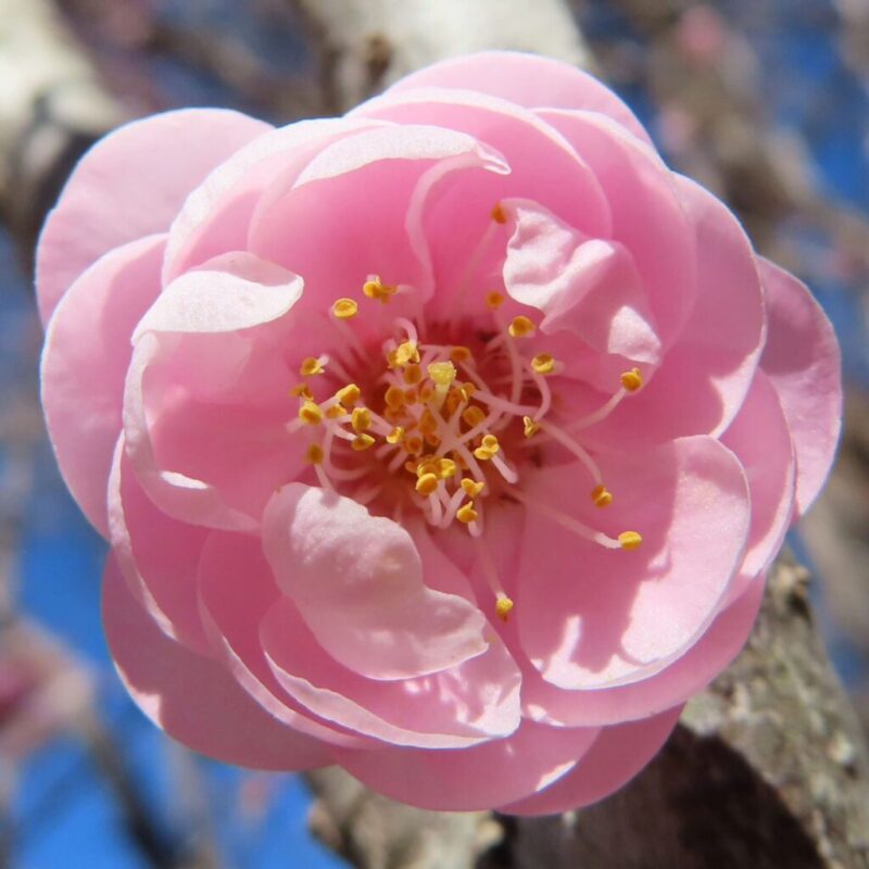 梅の撮り方｜梅がピンク色の花を開こうとしています