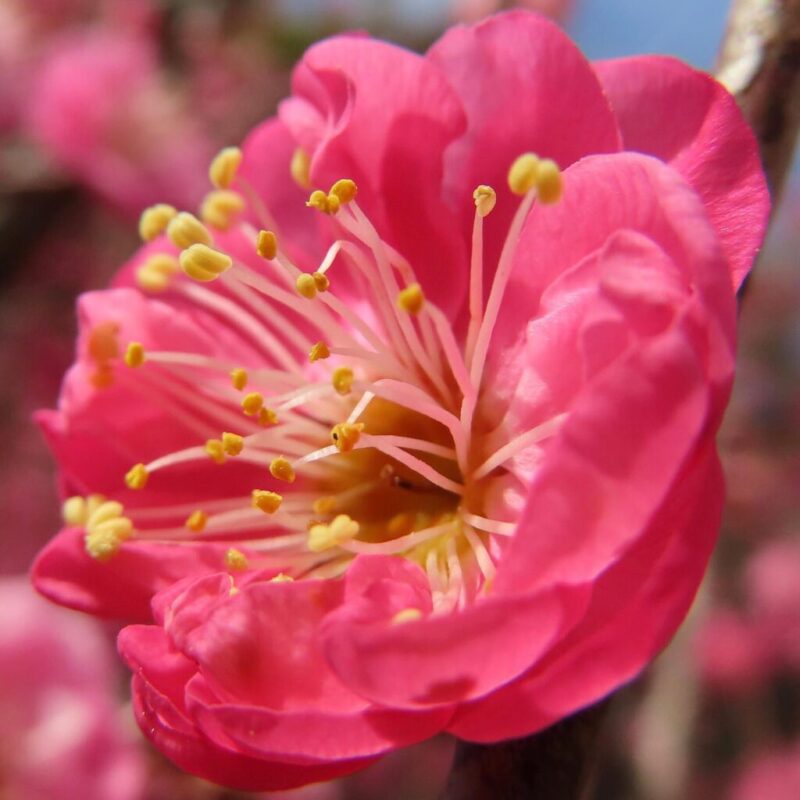 梅の撮り方｜赤い花のシベの様子