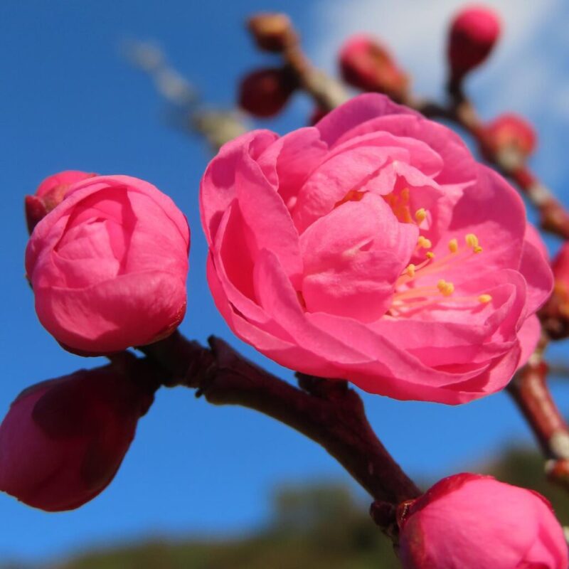 梅の撮り方｜青空を背景にピンク色の梅の花が咲いています