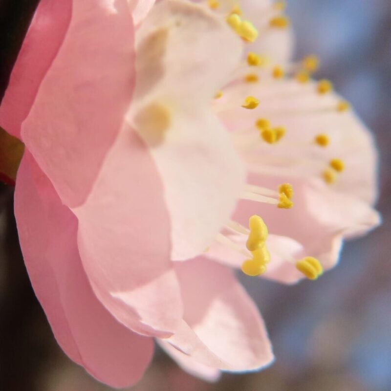 梅の撮り方｜ピンク色の花のシベの様子
