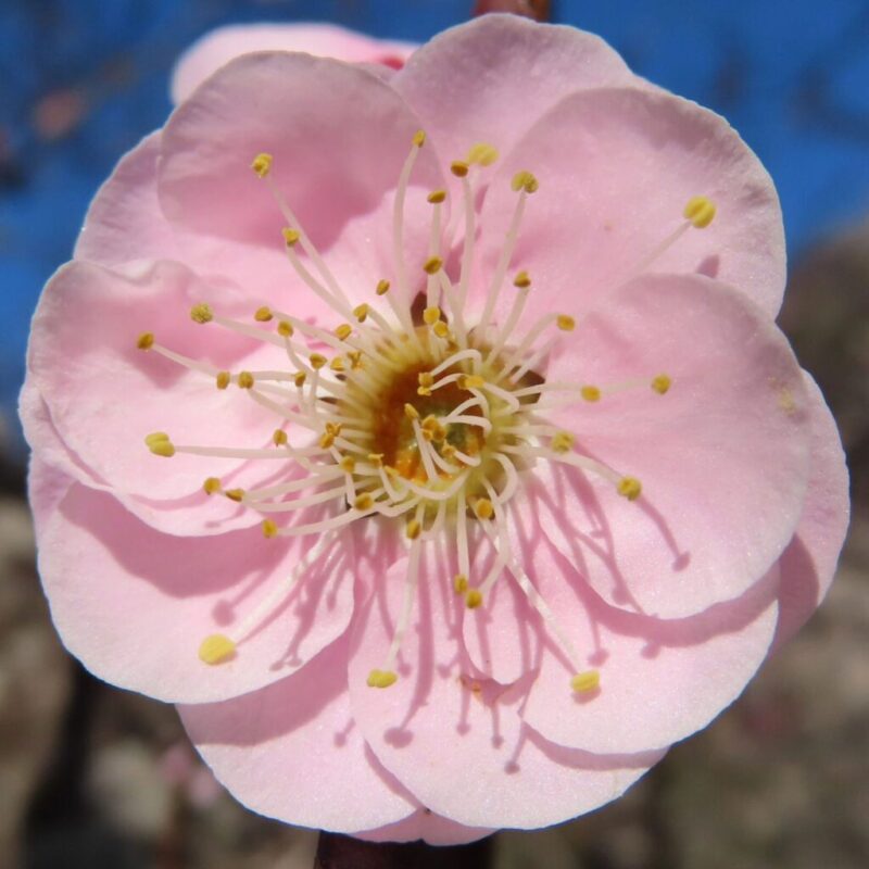 梅の撮り方｜梅がピンク色の花を咲かせています