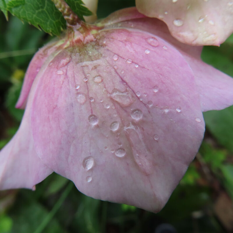クリスマスローズの撮り方|クリスマスローズのピンク色の花に雨粒が乗っています