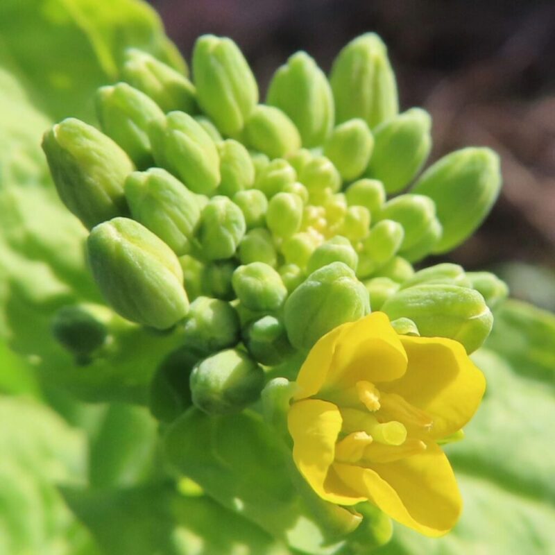 菜の花の撮り方|菜の花の蕾にクローズアップしています