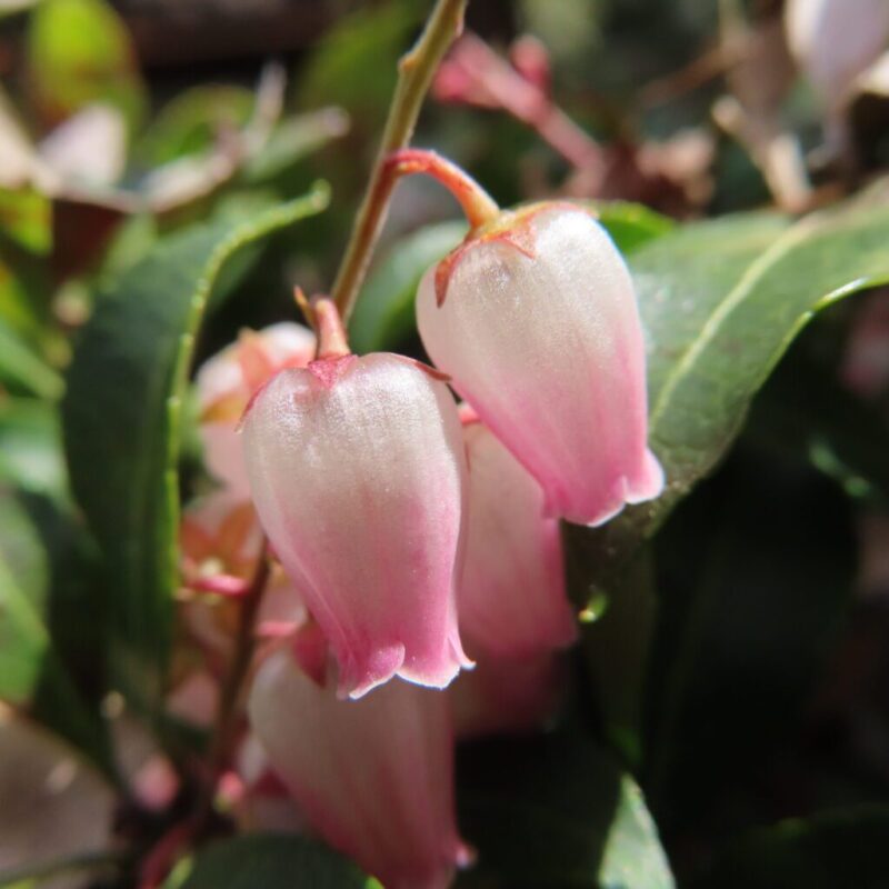 アセビの撮り方|アセビのピンク色の花にクローズアップしています