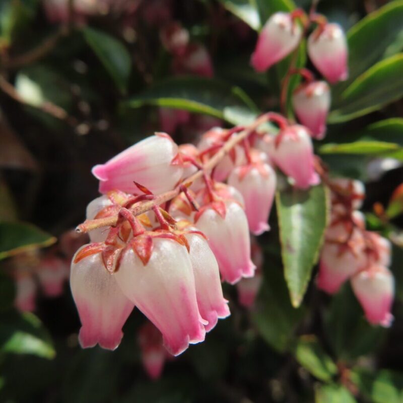 アセビの撮り方|アセビがピンク色の花を咲かせています