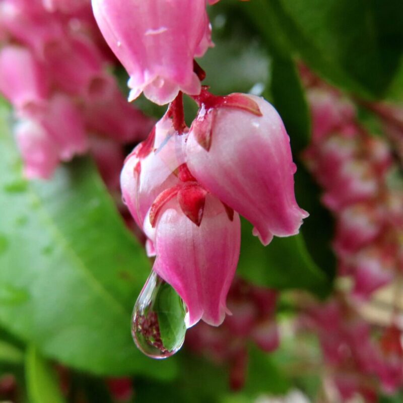 アセビの撮り方|アセビのピンク色の花が雨に濡れています