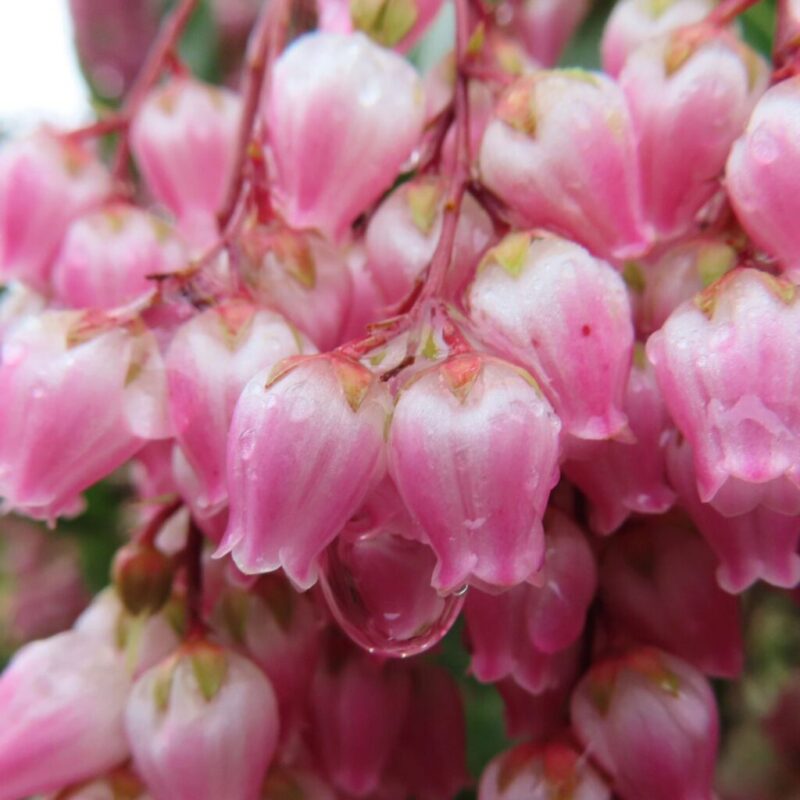 アセビの撮り方|アセビのピンク色の花が雨に濡れています