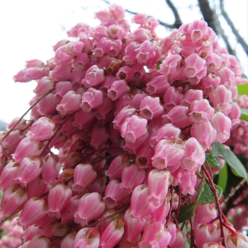 アセビの撮り方|アセビのピンク色の花を下から撮っています