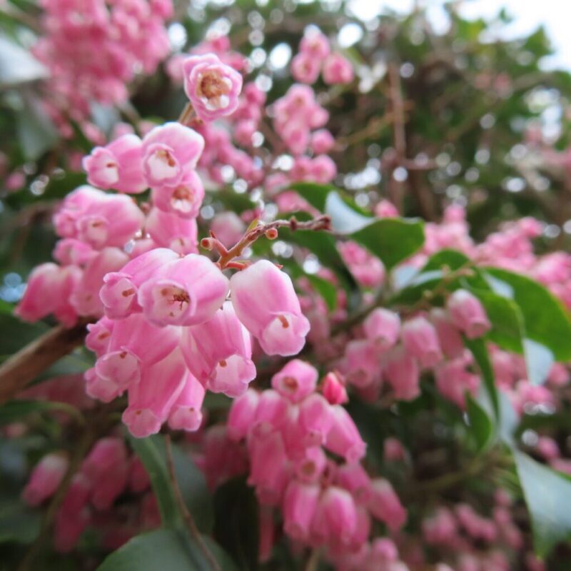 アセビの撮り方|アセビのピンク色の花を下から撮っています