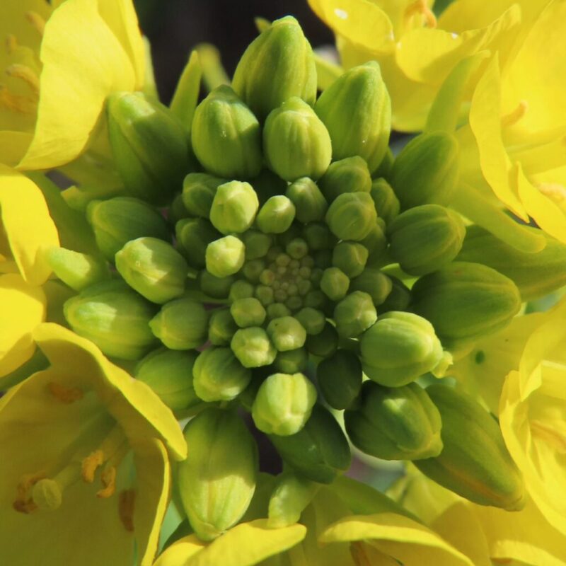 菜の花の撮り方|菜の花の蕾にクローズアップしています