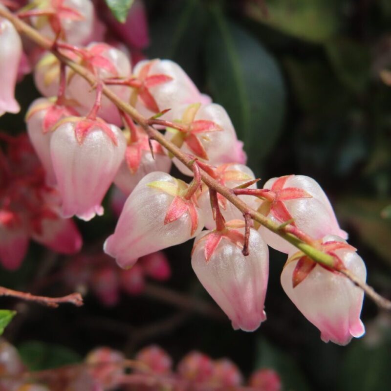 アセビの撮り方|アセビのピンク色の花を上から撮っています