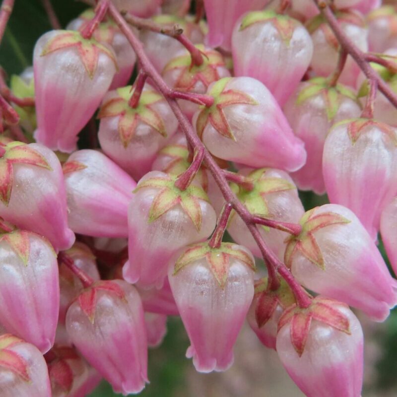 アセビの撮り方|アセビのピンク色の花を上から撮っています