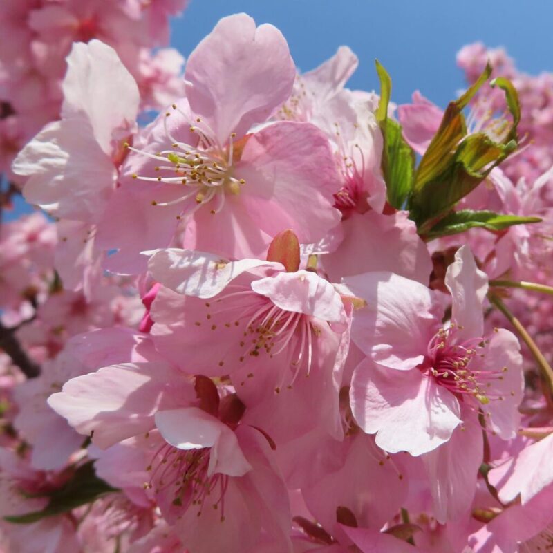 桜の撮り方|桜がピンクの花を咲かせています。