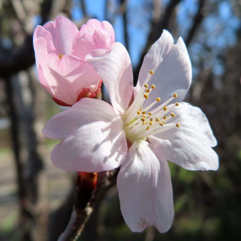 桜の撮り方|桜がピンク色の花を咲かせています。