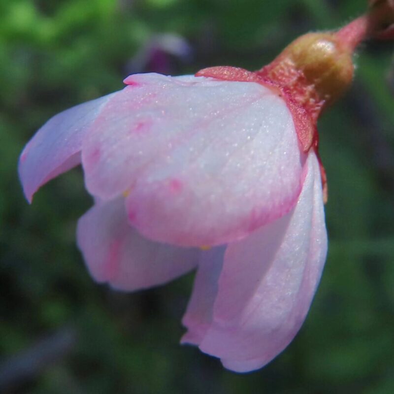 桜の撮り方|桜がピンクの花を一輪咲かせています。