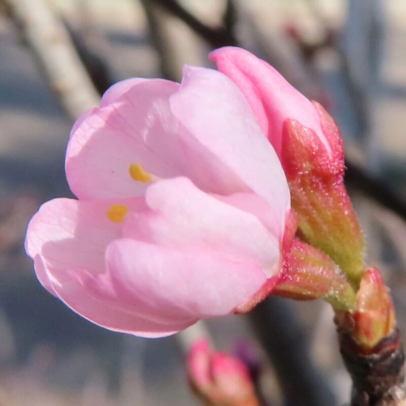 桜の撮り方|桜がピンク色の花を咲かせています。