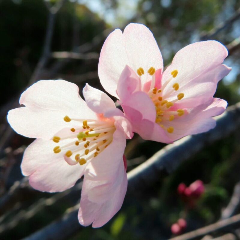 桜の撮り方|桜がピンク色の花を咲かせています。