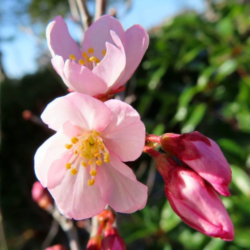 桜の撮り方|桜がピンク色の花を咲かせています。