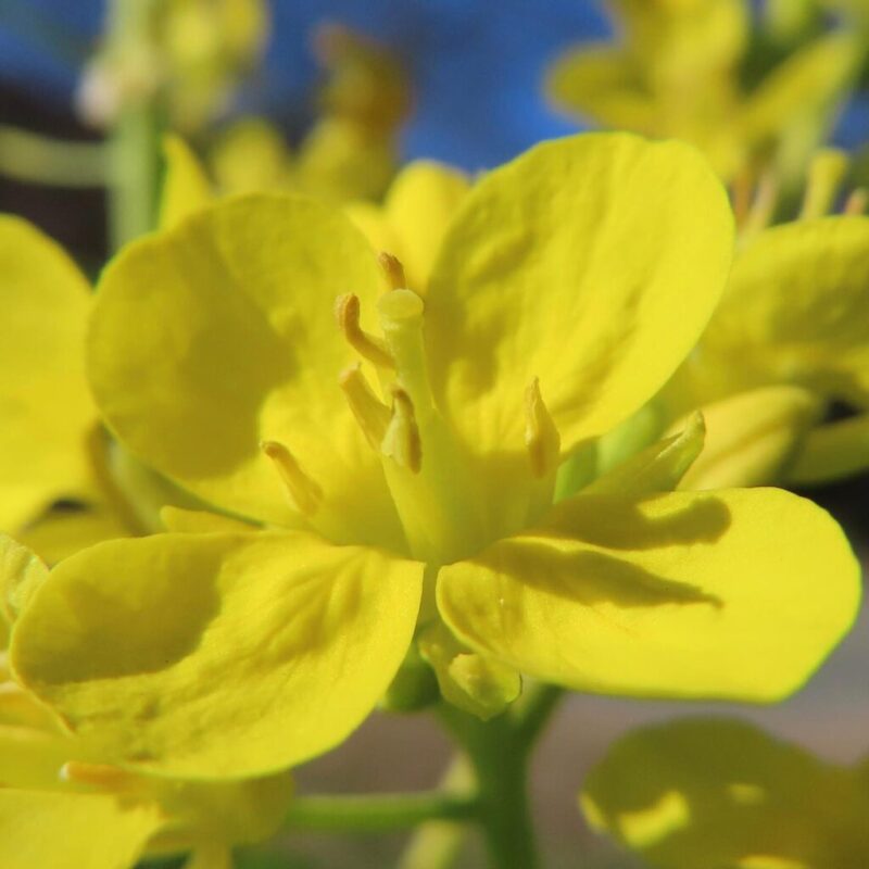 菜の花の撮り方|菜の花の黄色い花にクローズアップしています