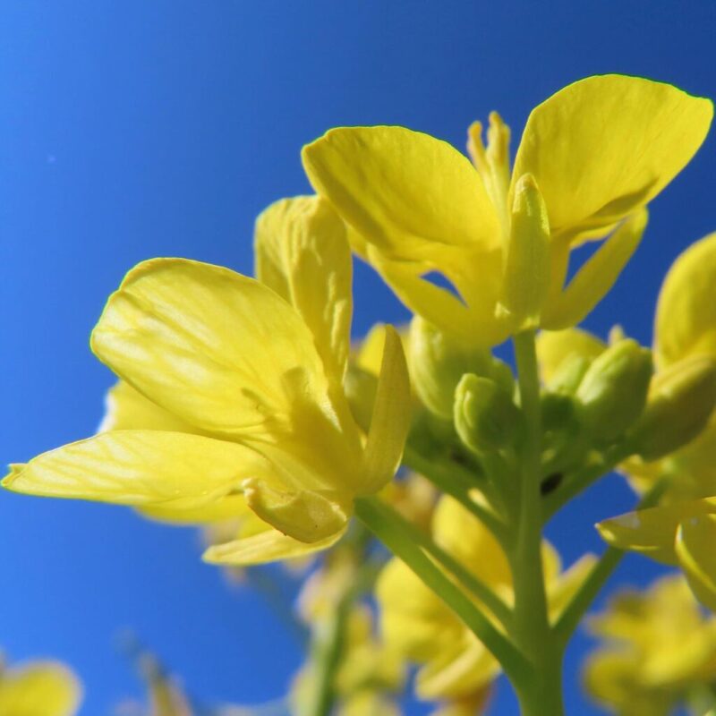 菜の花の撮り方|青空を背景に菜の花が黄色い花を咲かせています