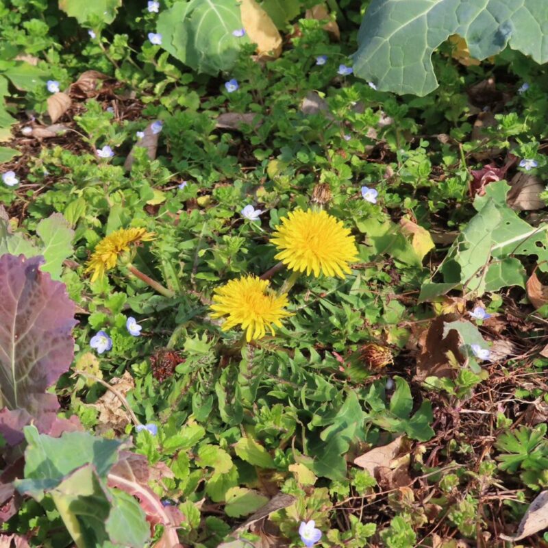 タンポポの撮り方|タンポポが黄色い花を咲かせています