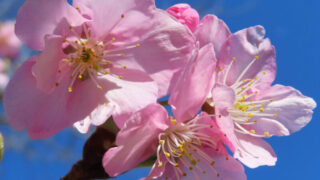 桜の撮り方｜桜がピンクの花を咲かせています。