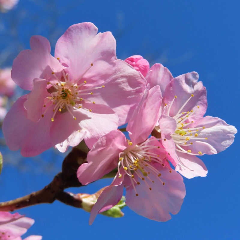 桜の撮り方｜桜がピンクの花を咲かせています。