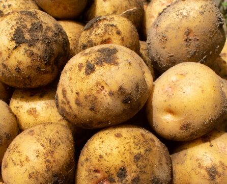 ジャガイモの食中毒 9割は学校菜園で起こっている 緑色の部分は有毒です ふくふくろう 植物観察